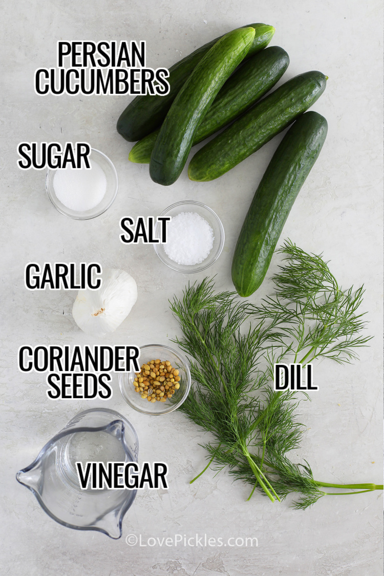 Ingredients to make refrigerator dill pickles including Persian cucumbers, sugar, salt, garlic, coriander seeds, dill, vinegar, with labels.